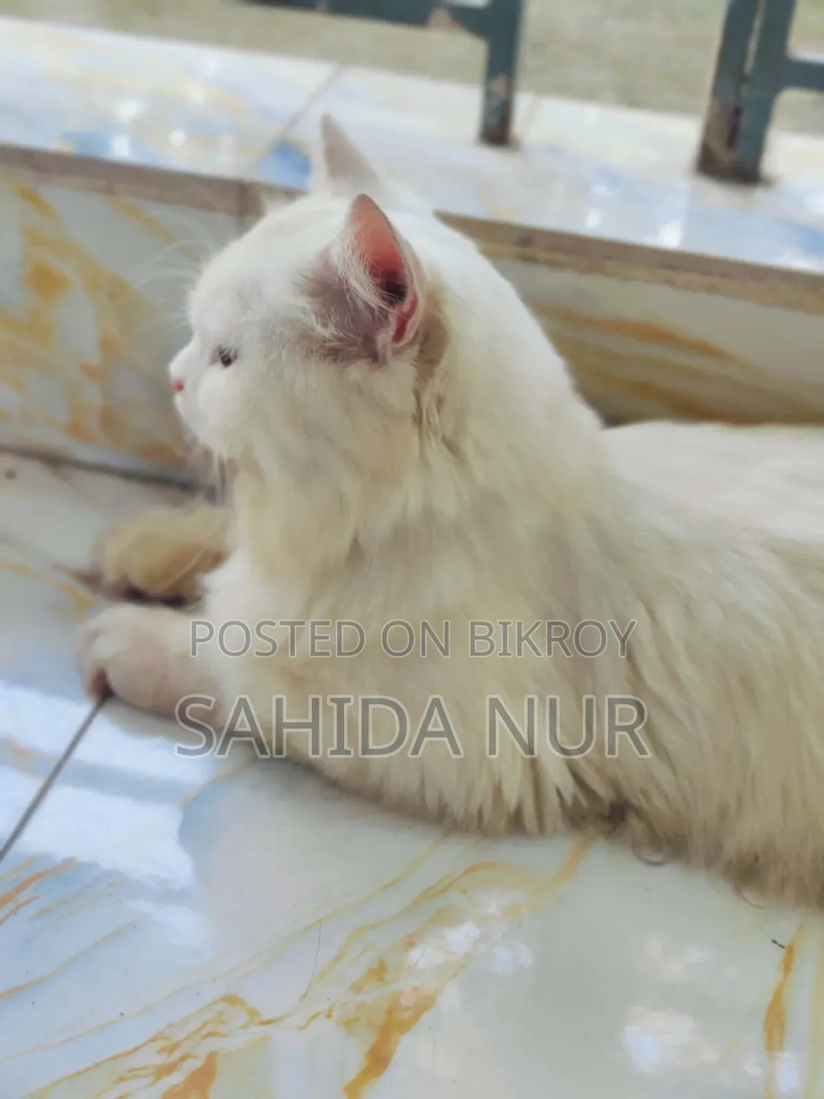 6-12 Months Male Purebred Persian