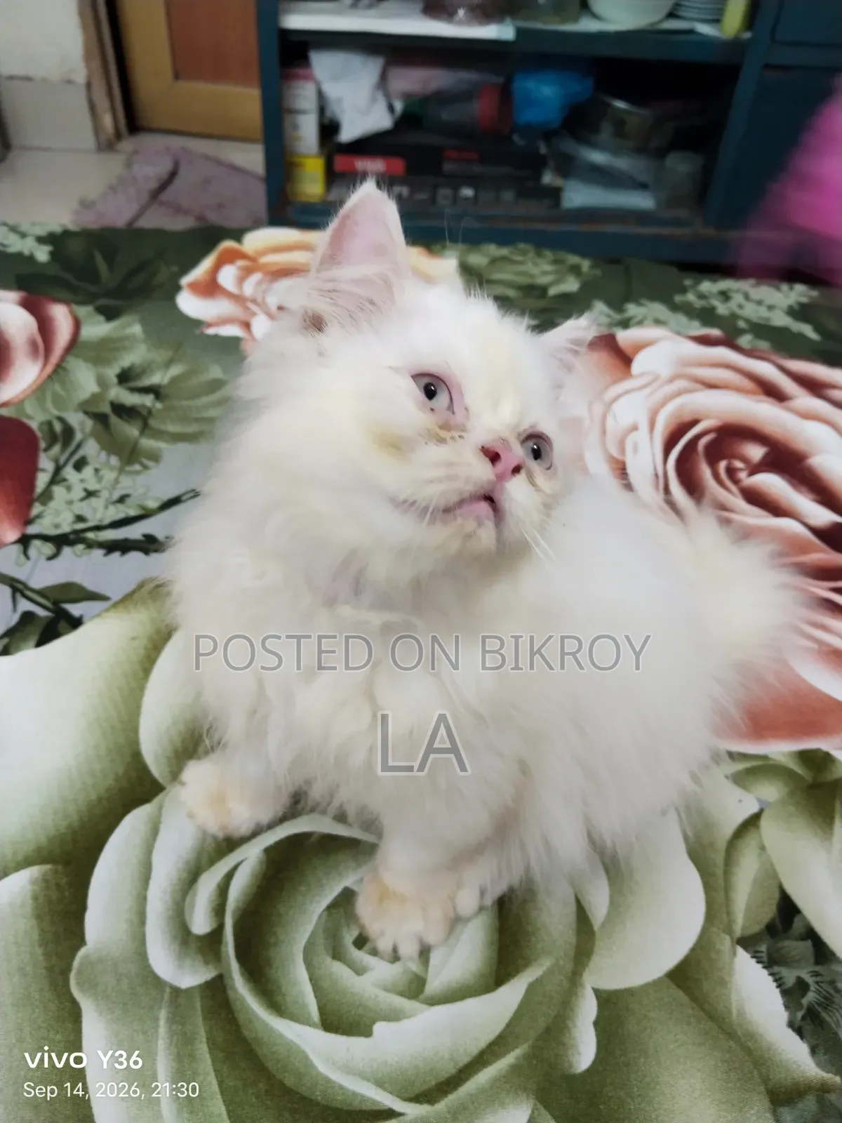 1-3 Months Male Purebred Persian