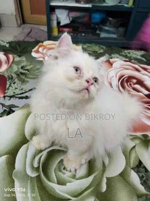 1-3 Months Male Purebred Persian