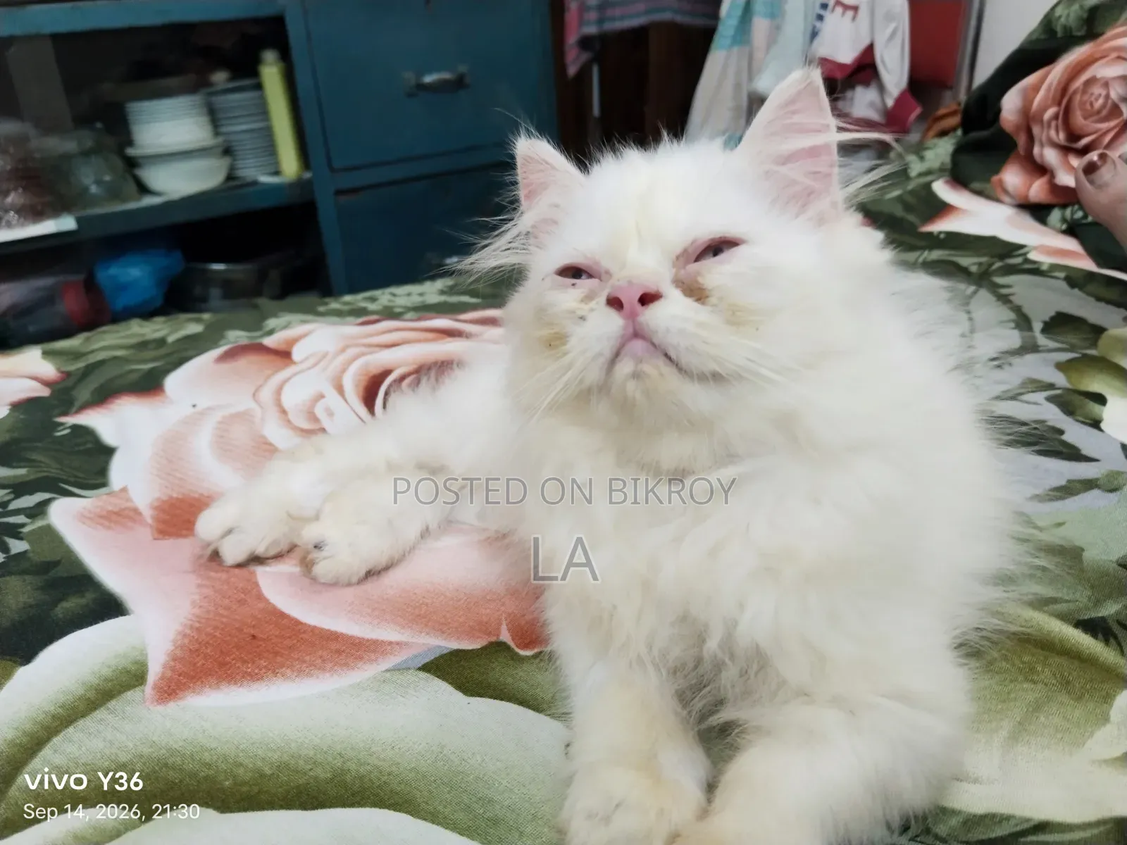 1-3 Months Male Purebred Persian