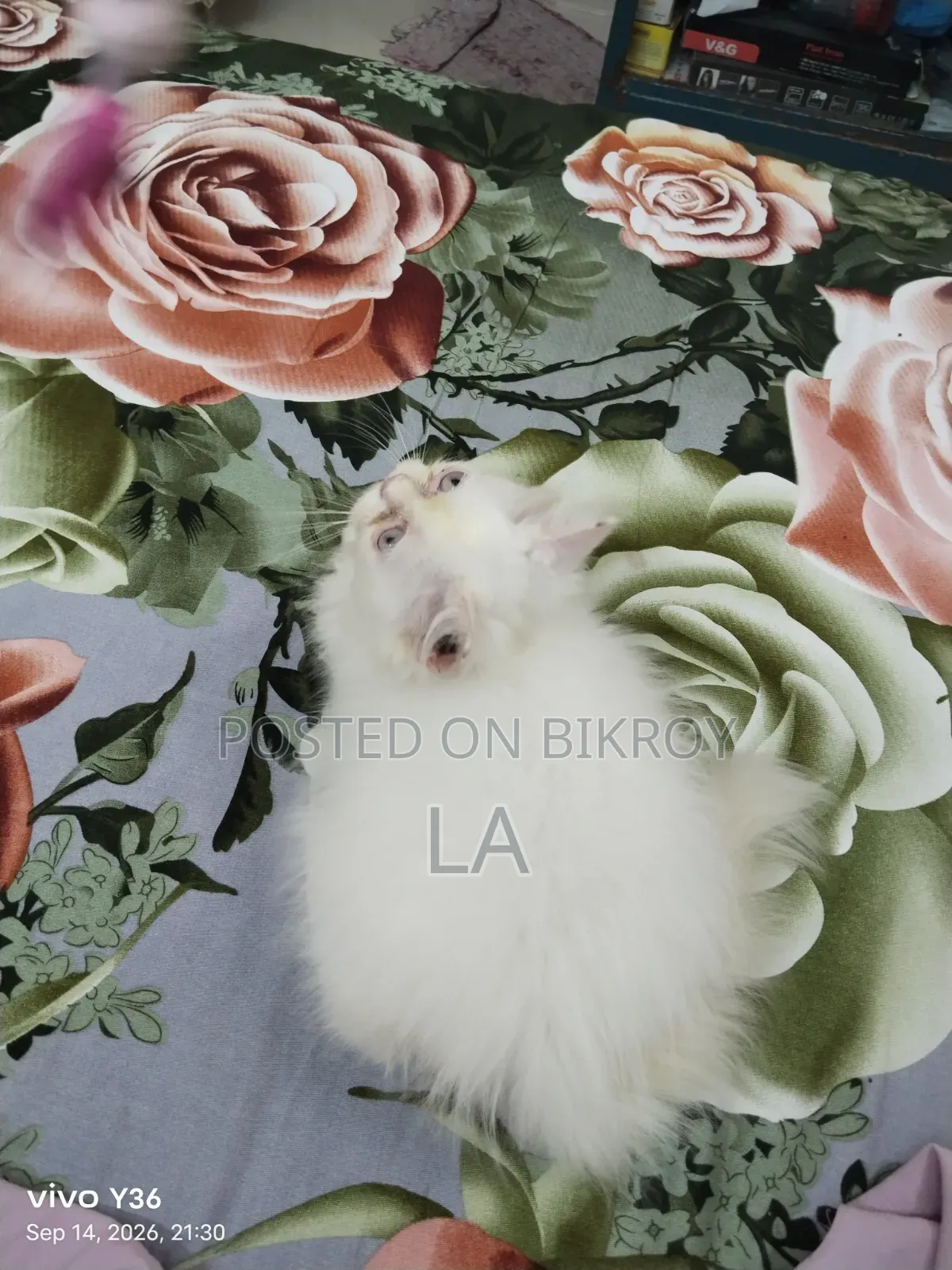 1-3 Months Male Purebred Persian