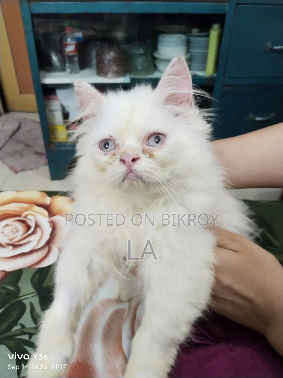 1-3 Months Male Purebred Persian