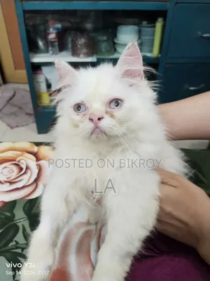 1-3 Months Male Purebred Persian