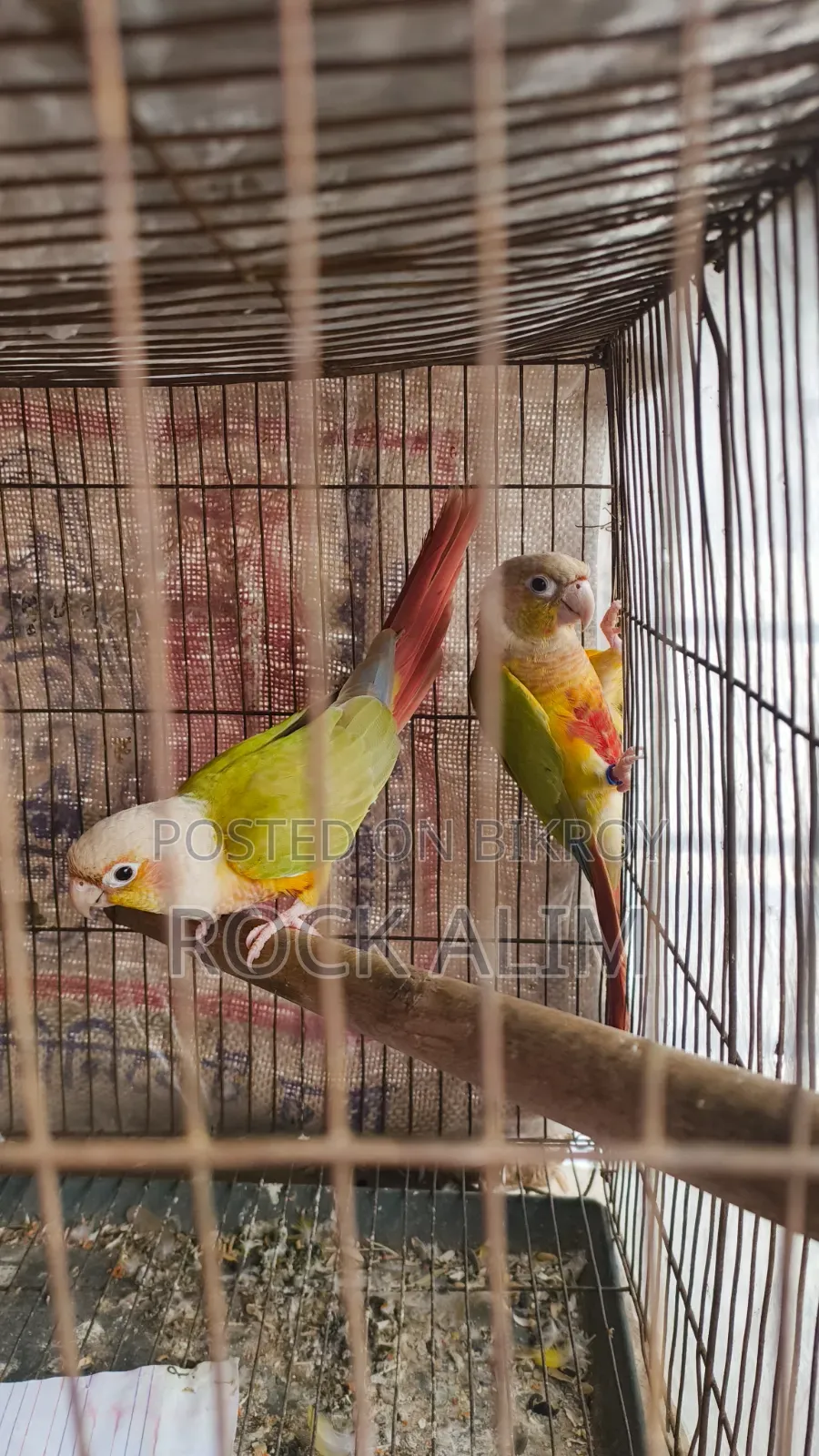 পাইনএপল কোনুর রেড ফ্যাক্টর