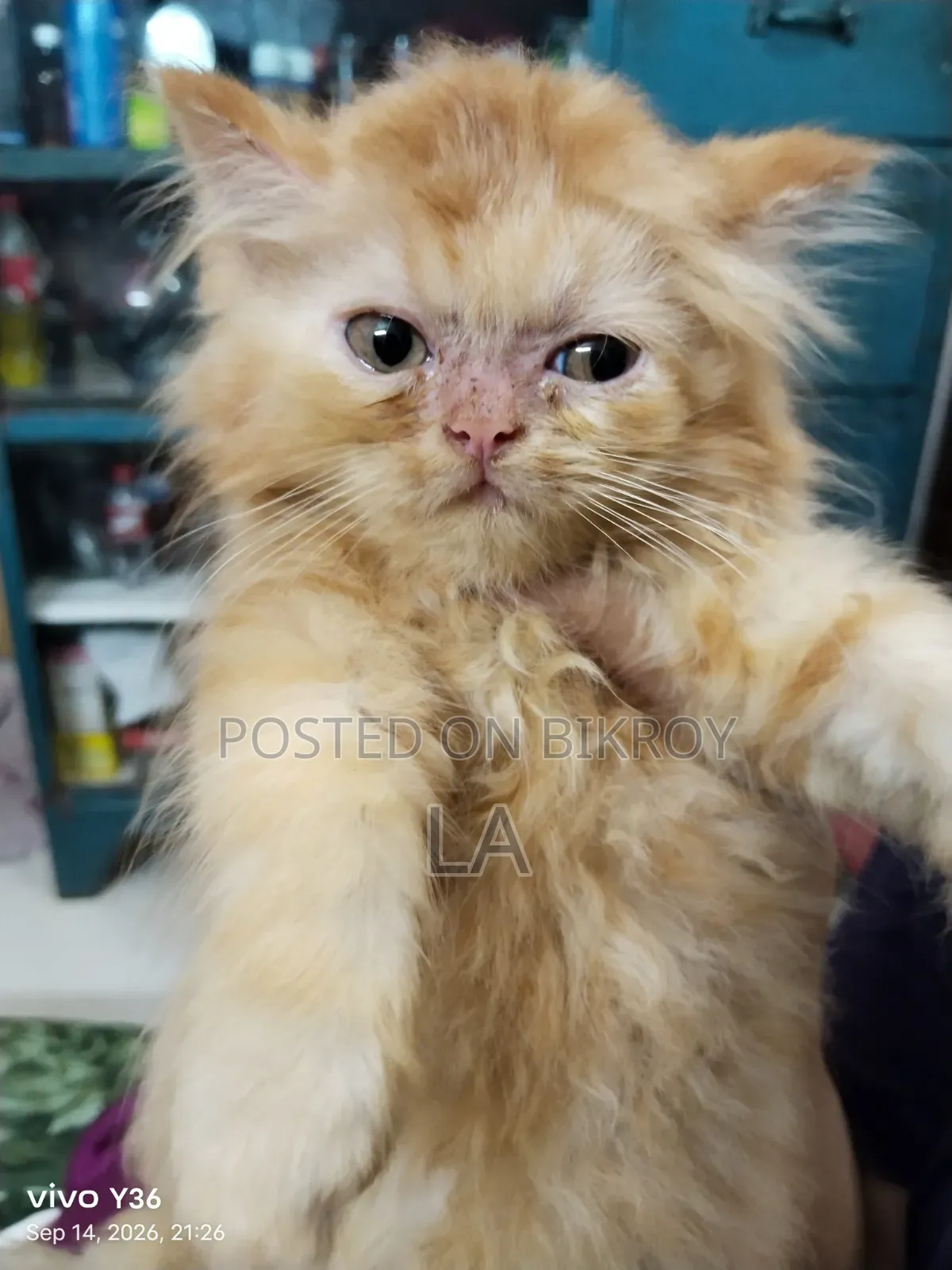1-3 Months Male Purebred Persian