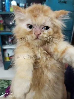 1-3 Months Male Purebred Persian