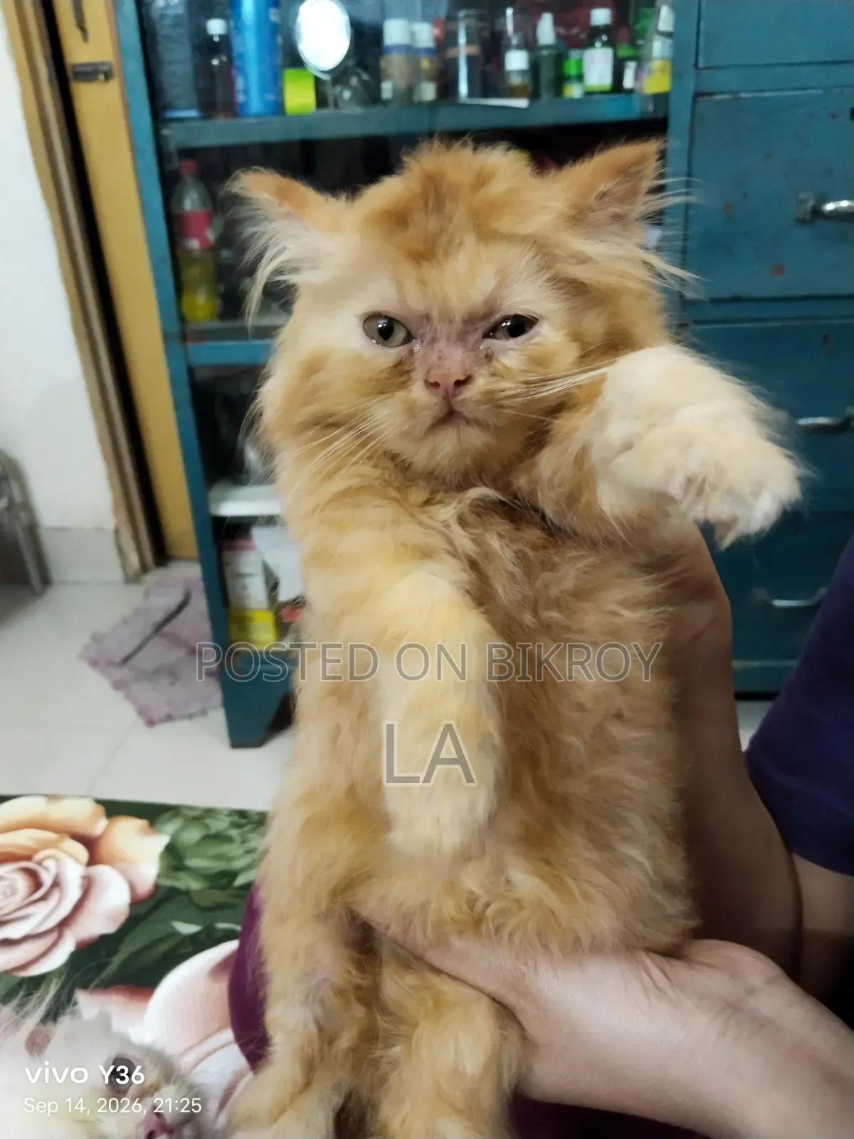 1-3 Months Male Purebred Persian