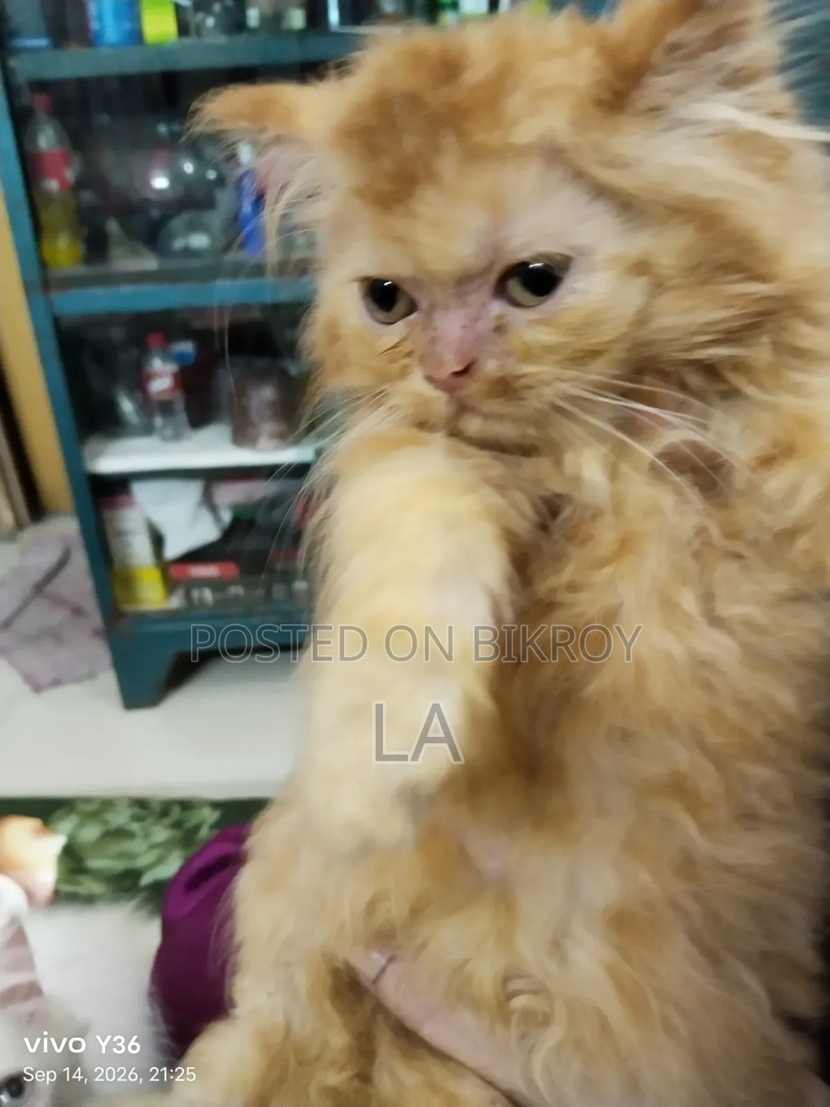 1-3 Months Male Purebred Persian