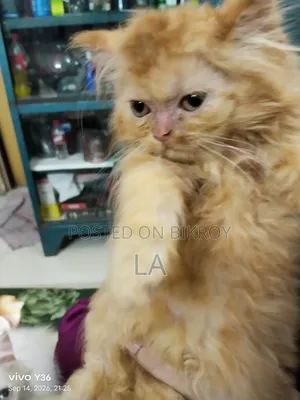 1-3 Months Male Purebred Persian