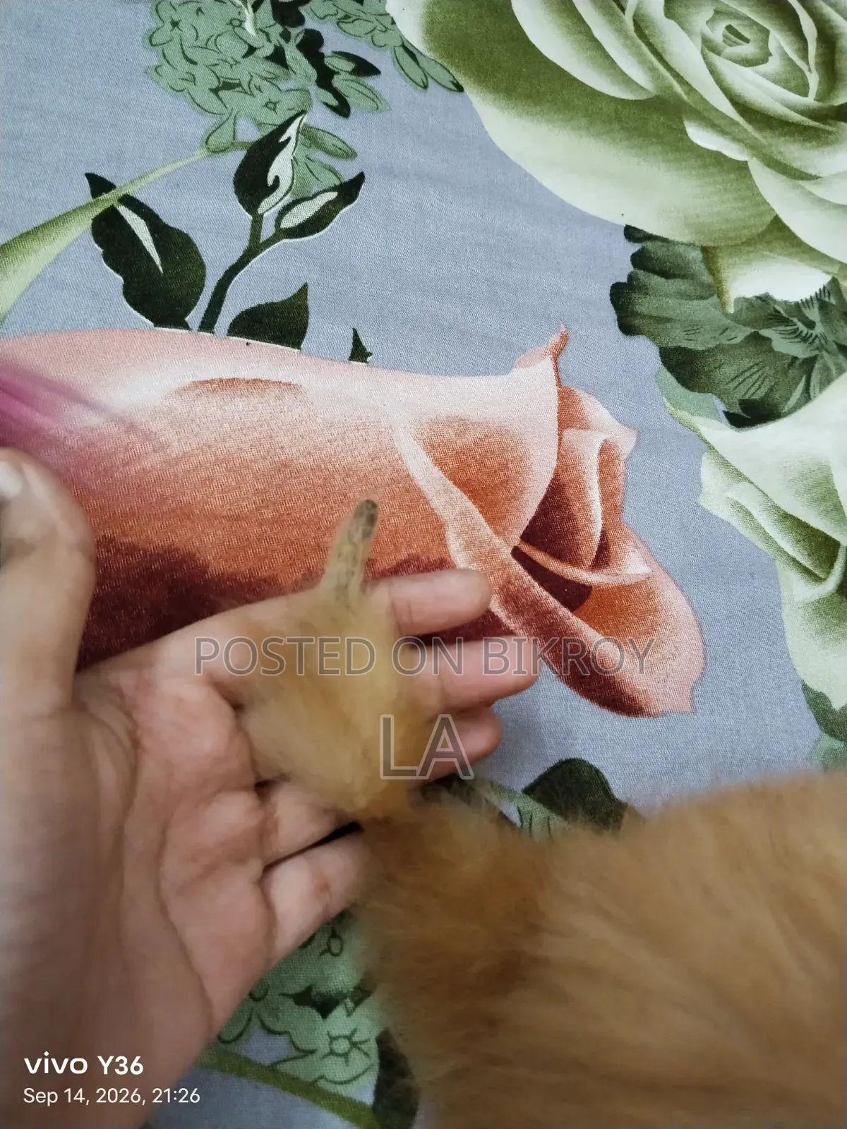 1-3 Months Male Purebred Persian