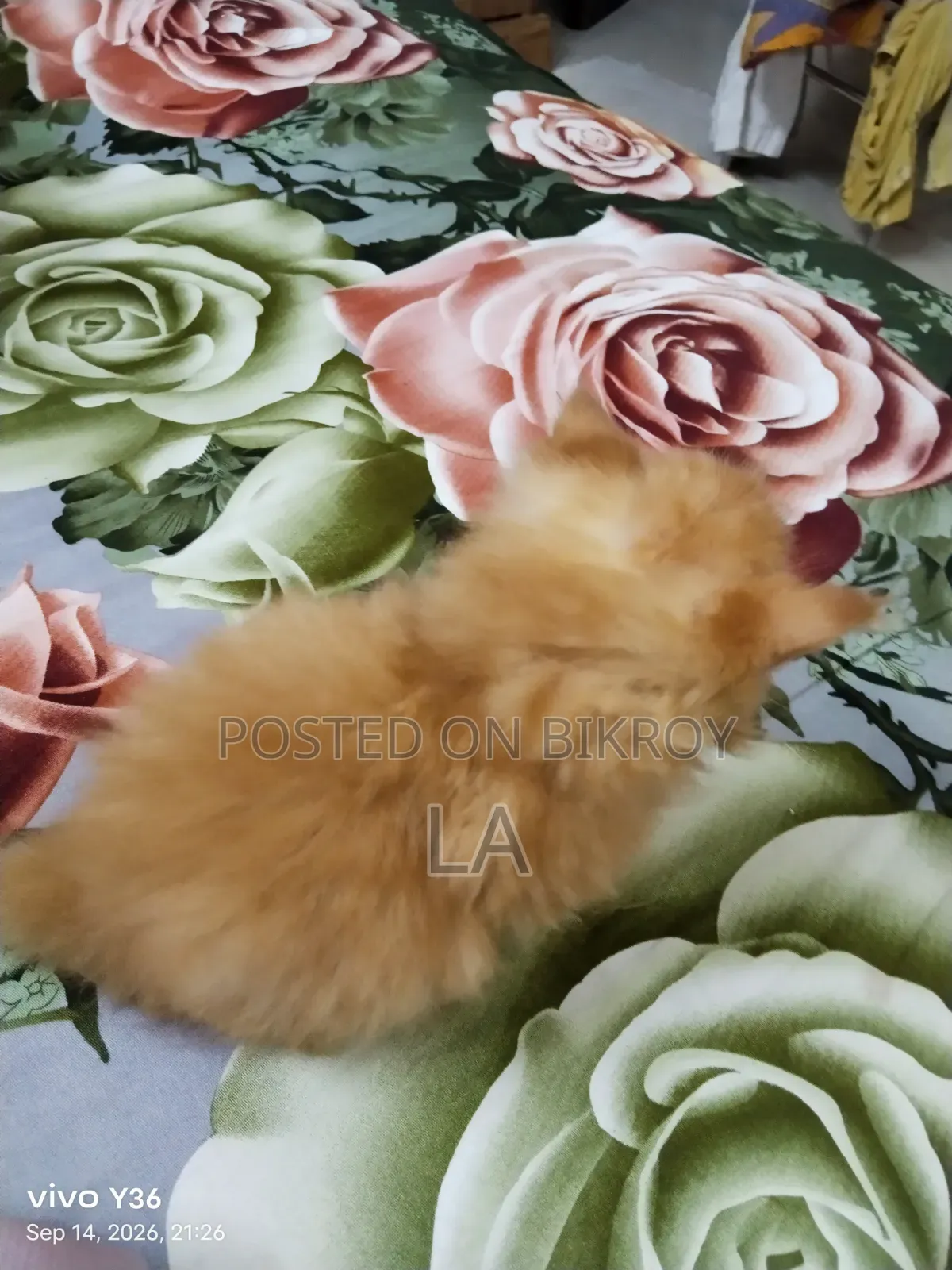 1-3 Months Male Purebred Persian