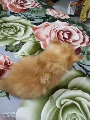 1-3 Months Male Purebred Persian