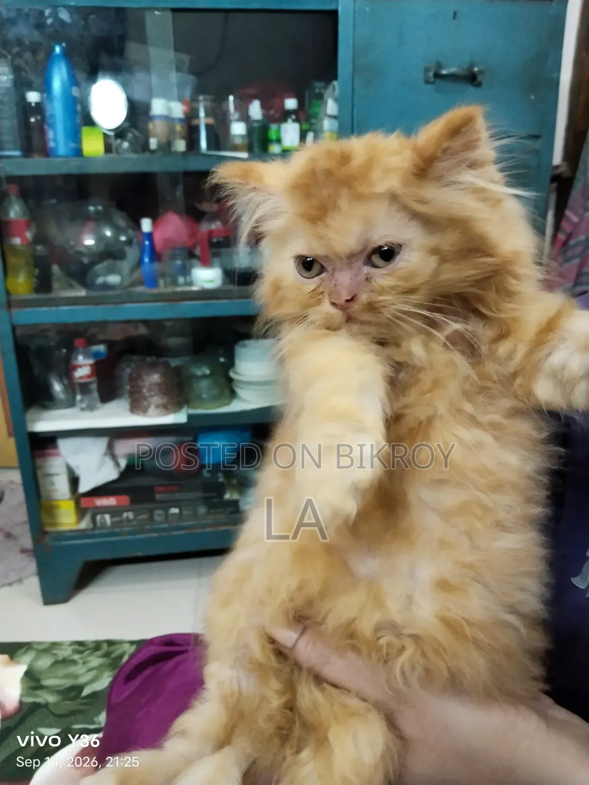 1-3 Months Male Purebred Persian
