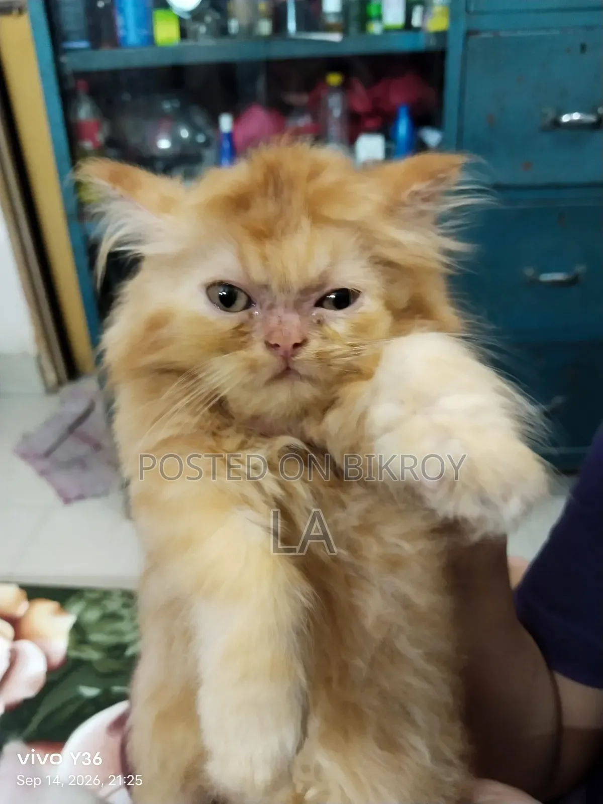1-3 Months Male Purebred Persian