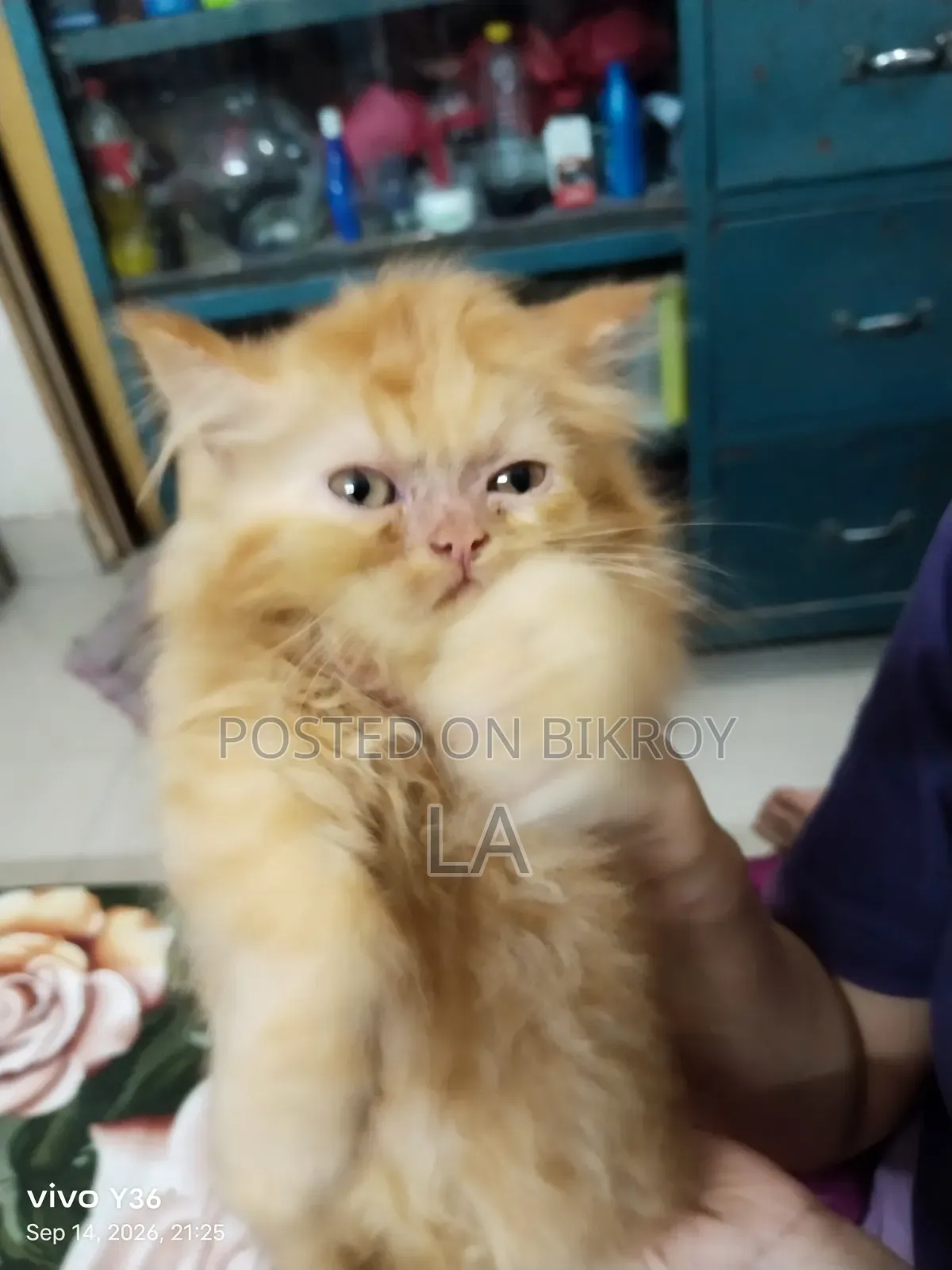 1-3 Months Male Purebred Persian