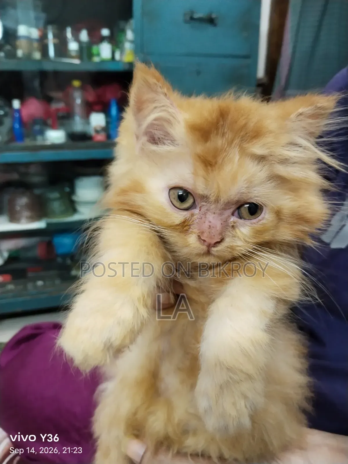 1-3 Months Male Purebred Persian