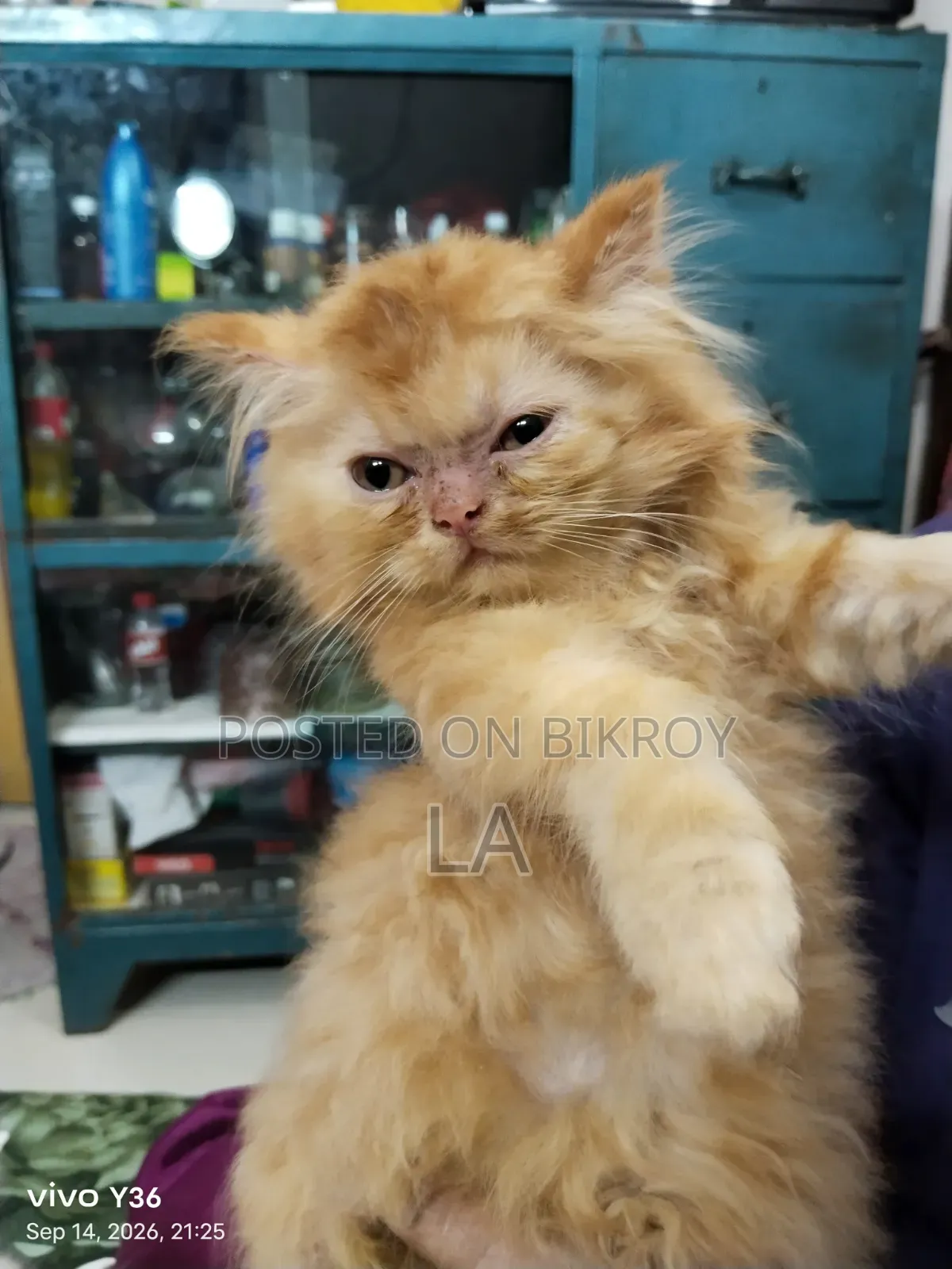 1-3 Months Male Purebred Persian