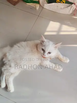 1-3 Months Female Purebred Persian