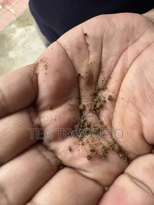 অর্থোডক্স গ্রিন টি