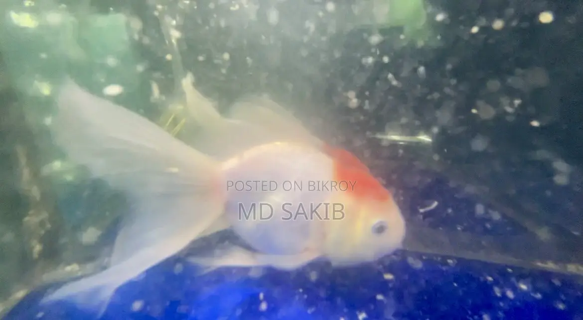 Red Cap Fantail Goldfish