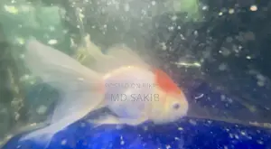 Red Cap Fantail Goldfish