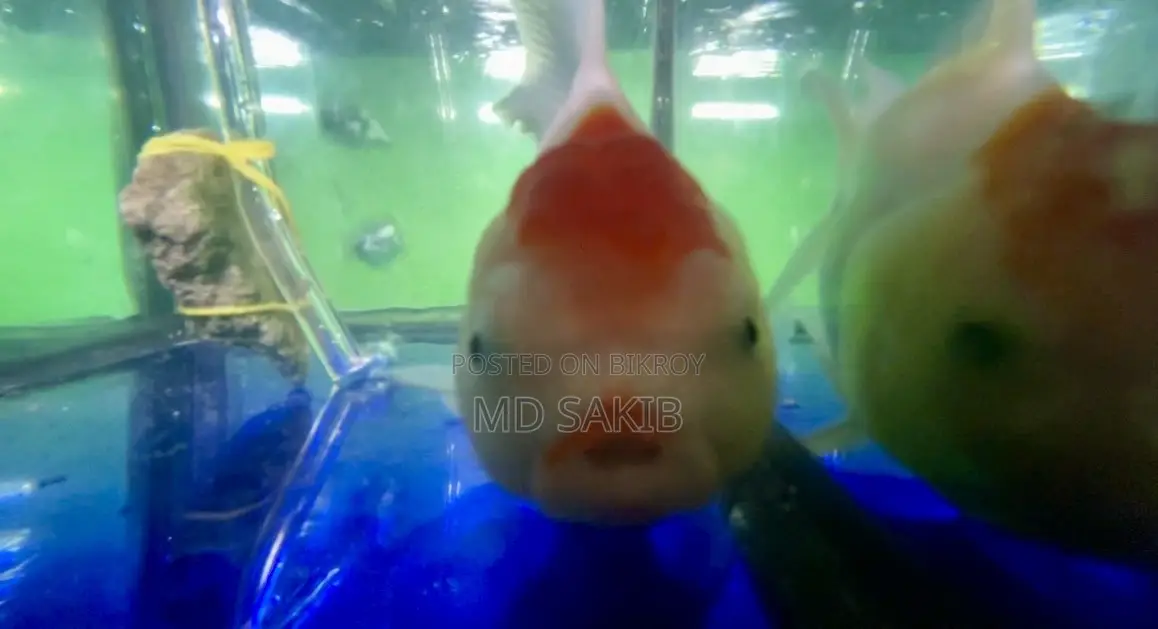 Red Cap Fantail Goldfish
