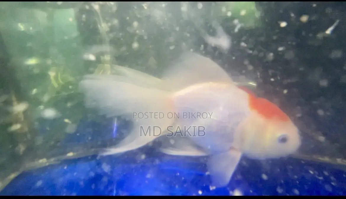 Red Cap Fantail Goldfish