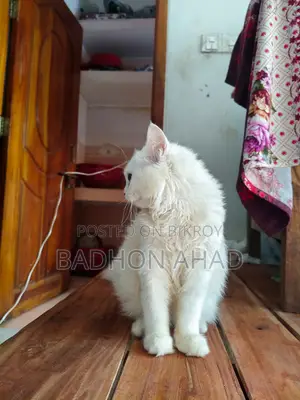 1-3 Months Female Purebred Persian