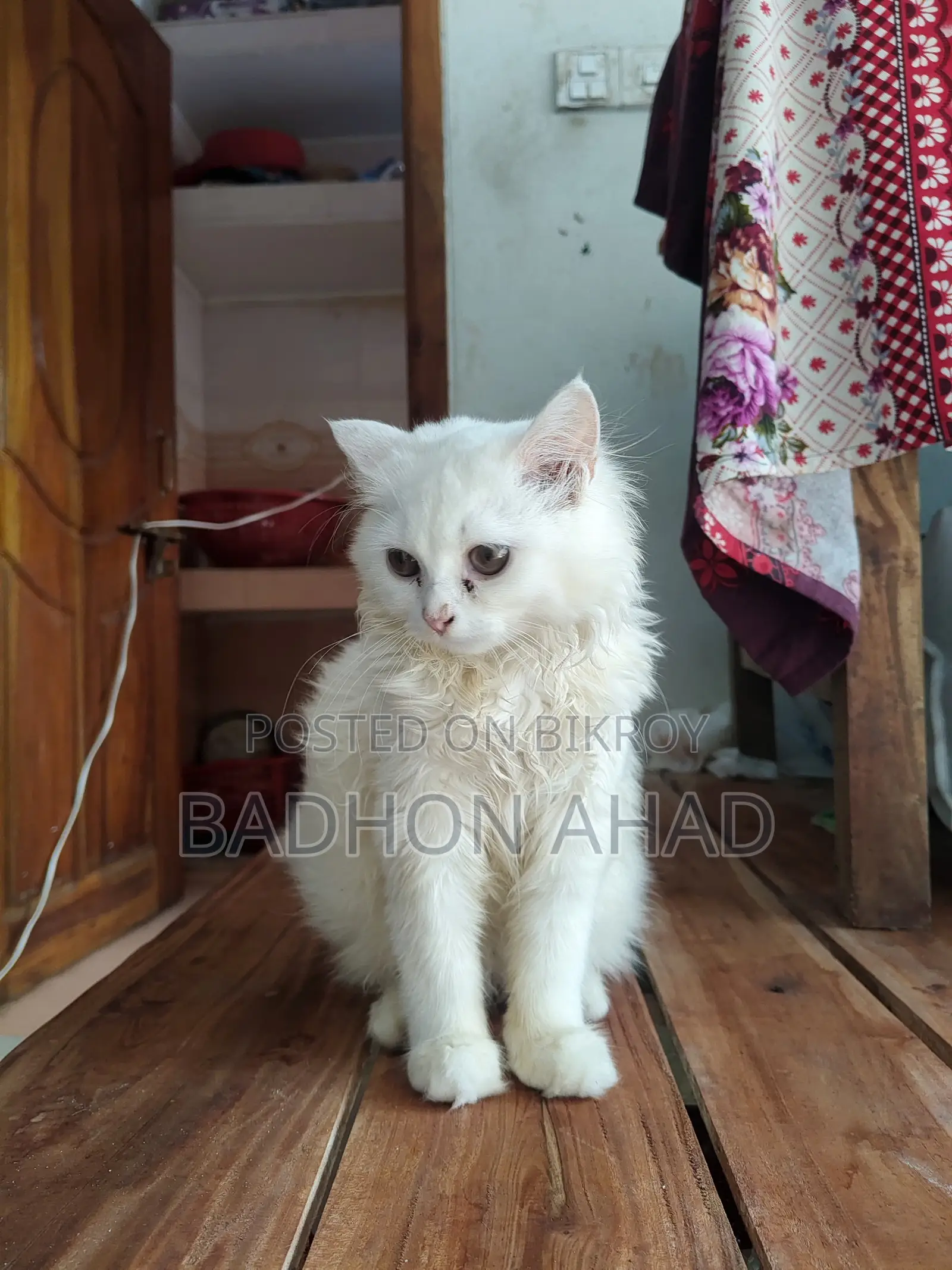 1-3 Months Female Purebred Persian