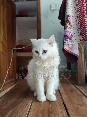 1-3 Months Female Purebred Persian