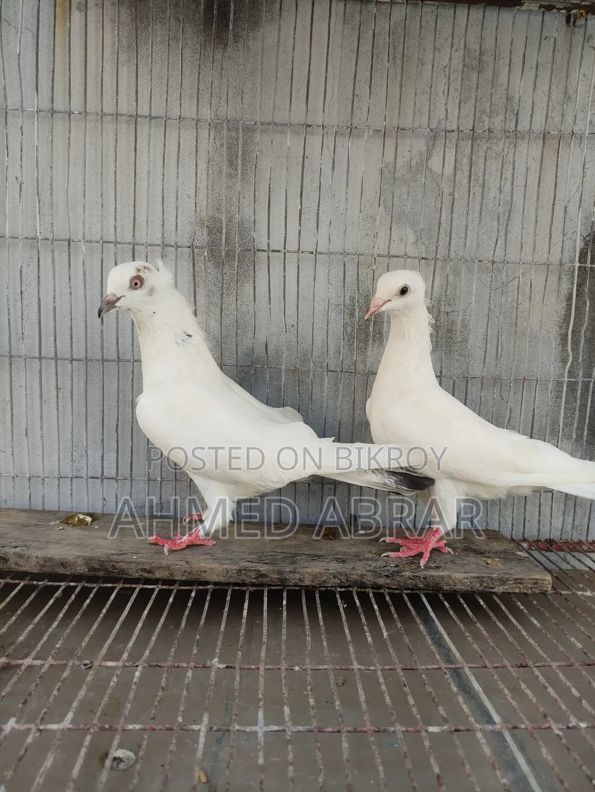 Playing Pigeon