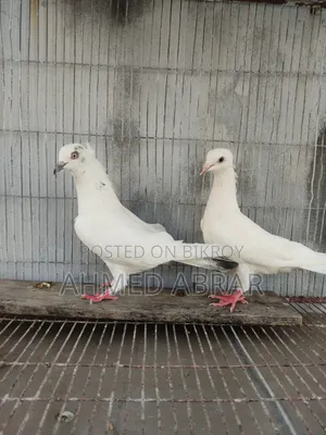 Playing Pigeon