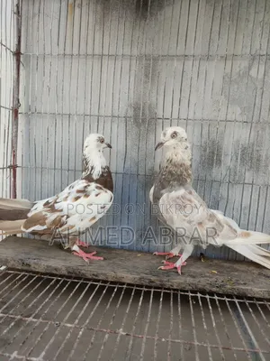 Playing Pigeon