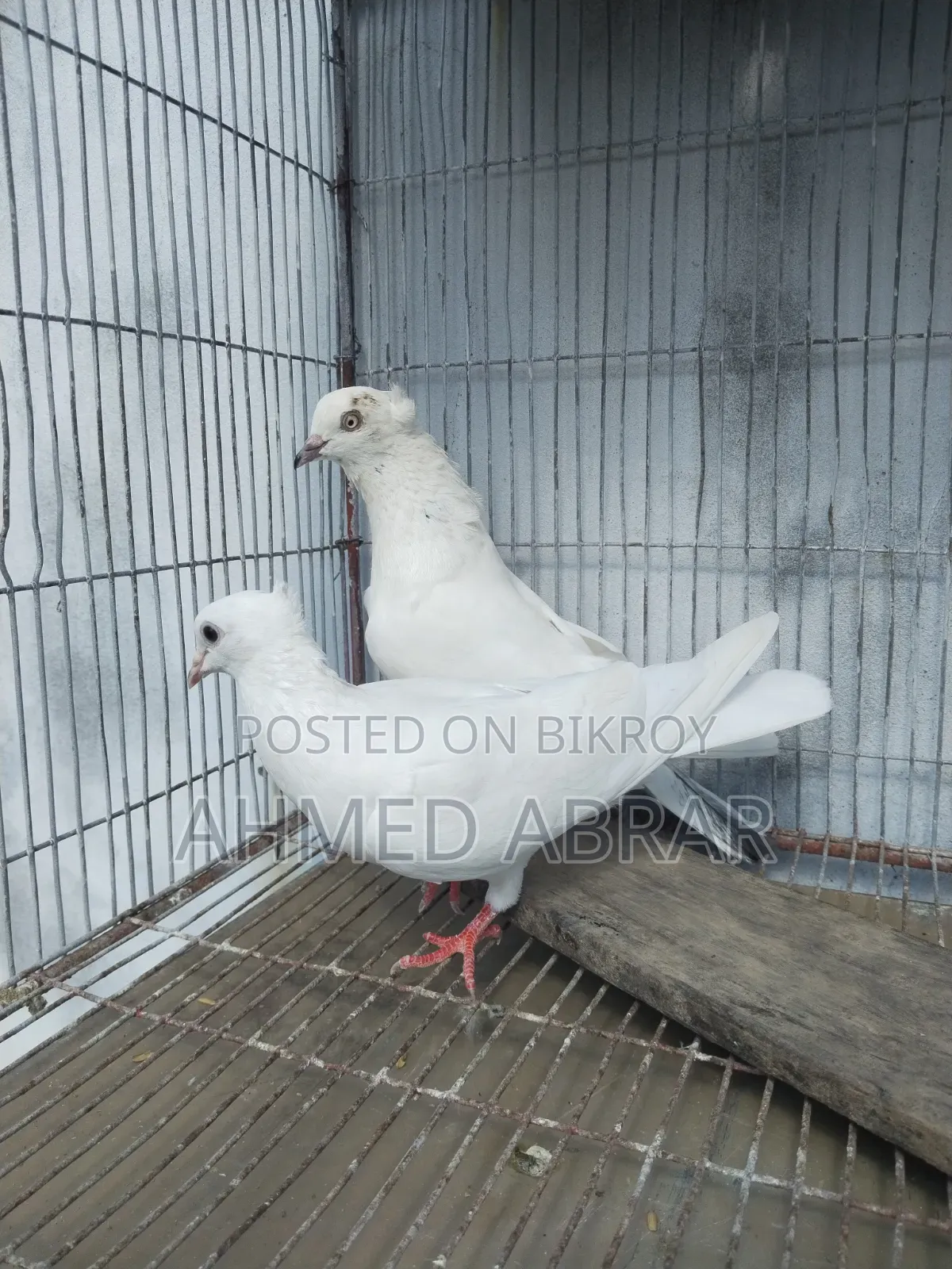 Playing Pigeon