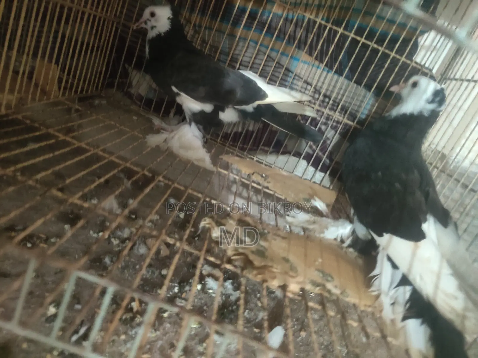 Raj Gola Pigeon