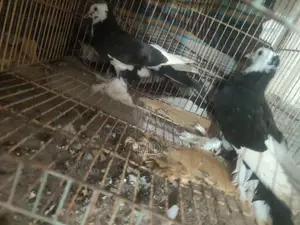 Raj Gola Pigeon