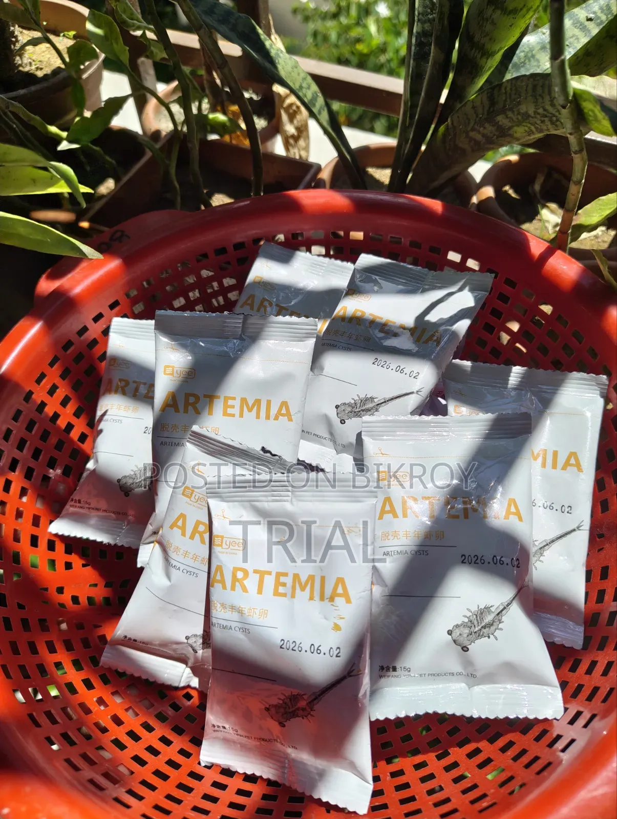 Brine Shrimp (Artimia)