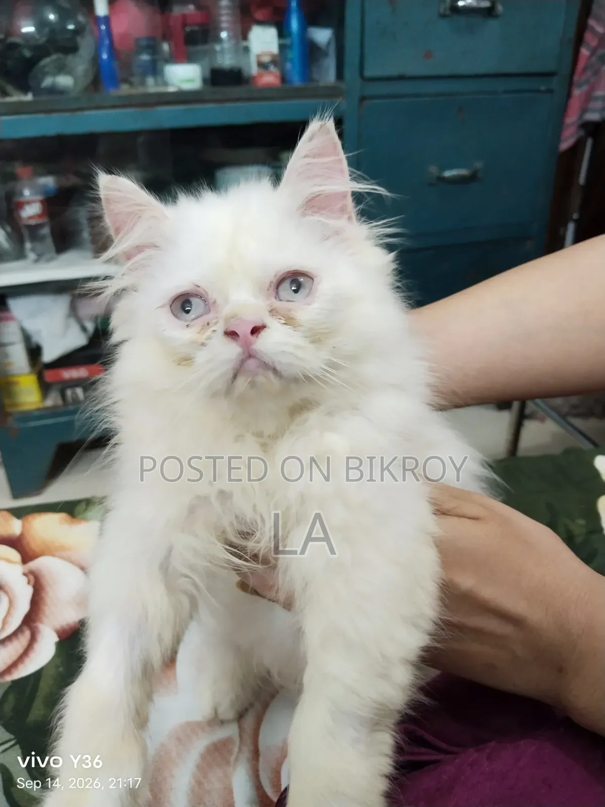 1-3 Months Male Purebred Persian