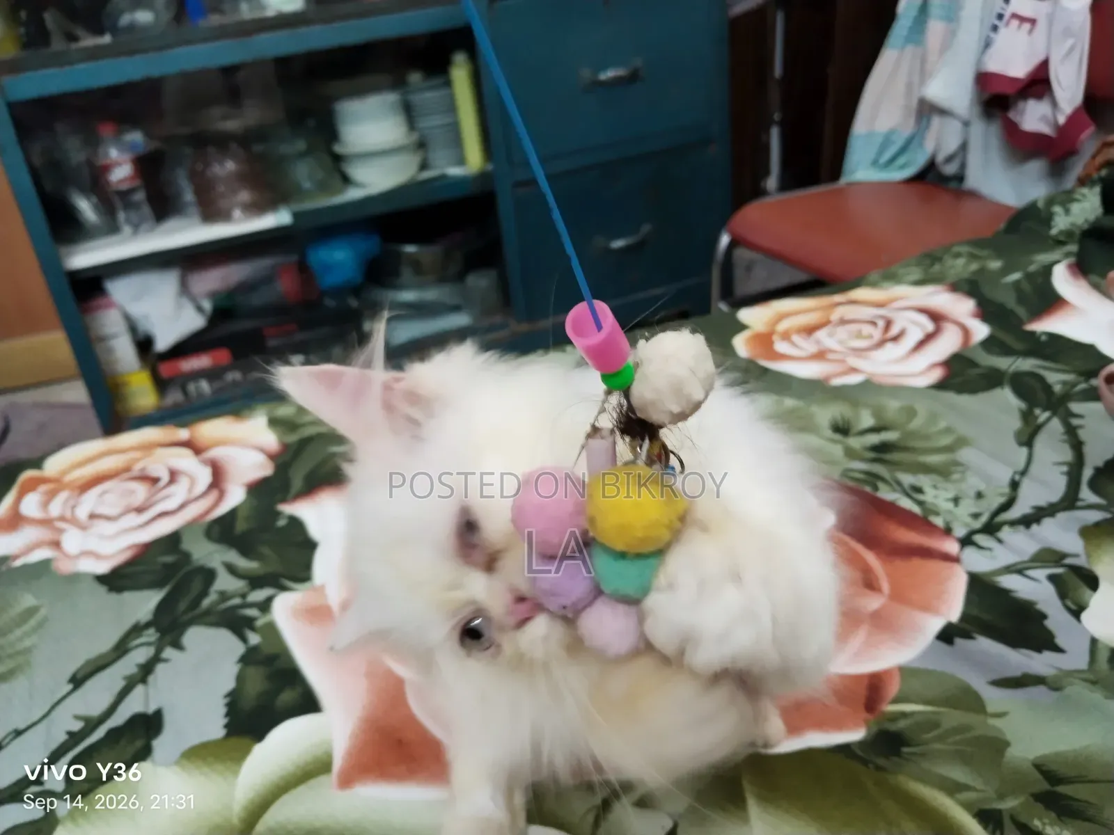 1-3 Months Male Purebred Persian