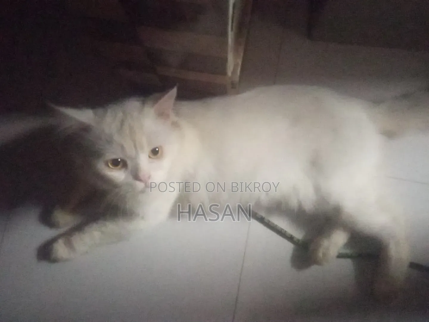 3-6 Months Male Purebred Persian