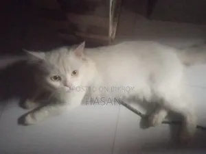3-6 Months Male Purebred Persian