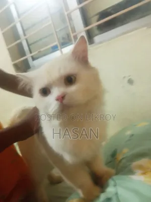 3-6 Months Male Purebred Persian