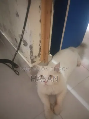 3-6 Months Male Purebred Persian
