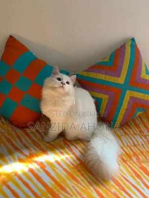 6-12 Months Male Purebred Persian