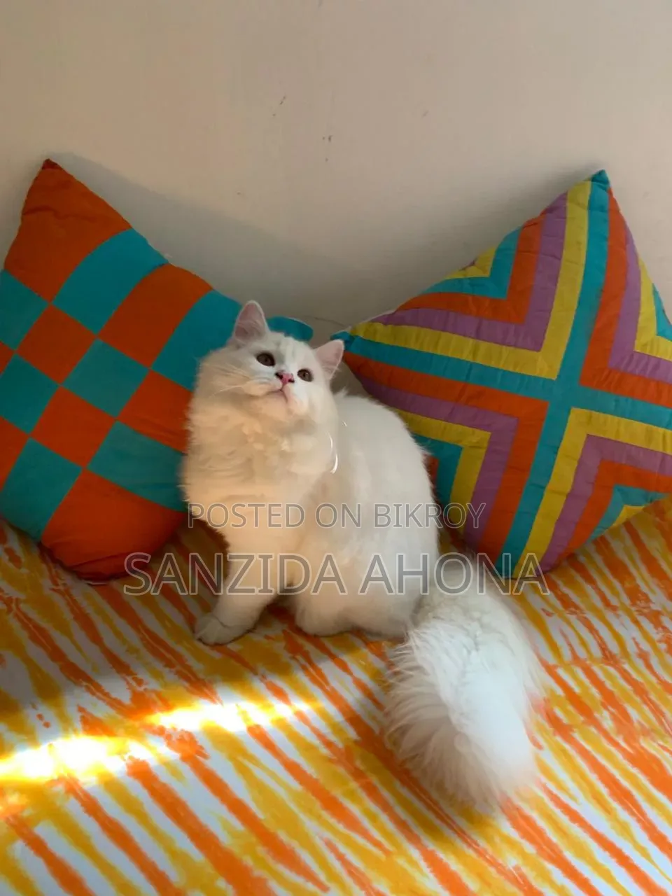 6-12 Months Male Purebred Persian