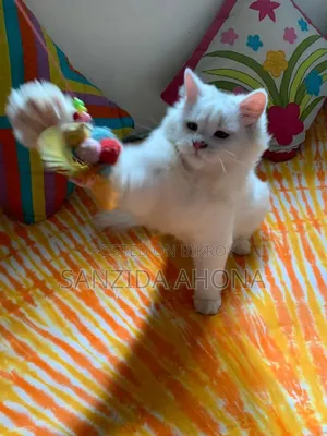 6-12 Months Male Purebred Persian