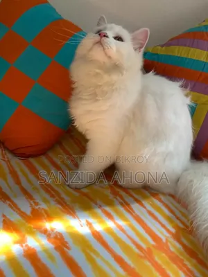 6-12 Months Male Purebred Persian