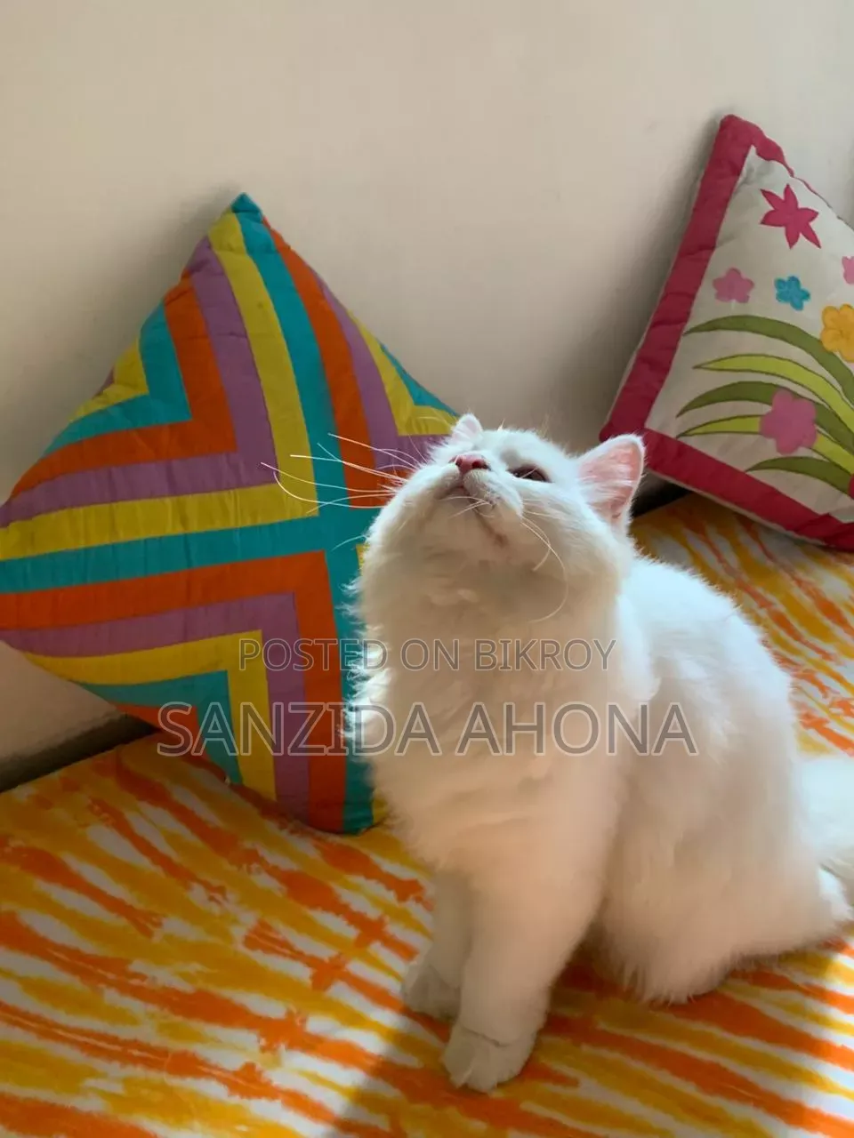 6-12 Months Male Purebred Persian
