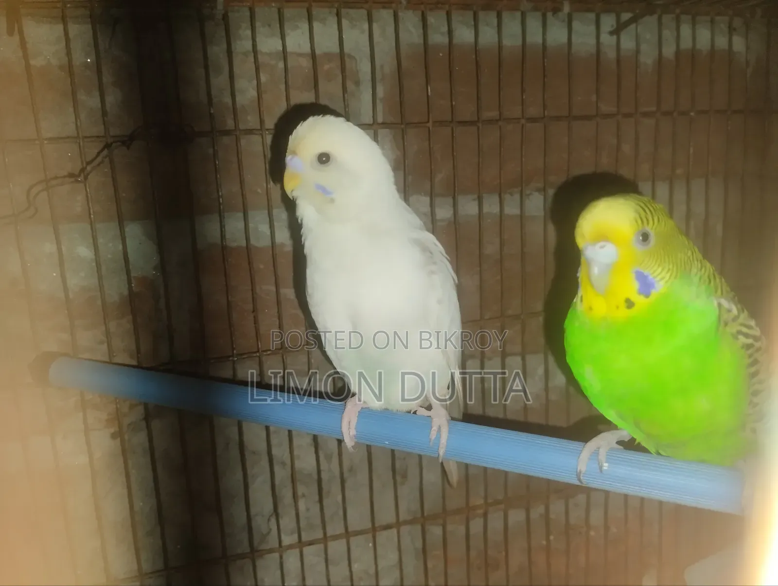 Running Budgerigar Bird