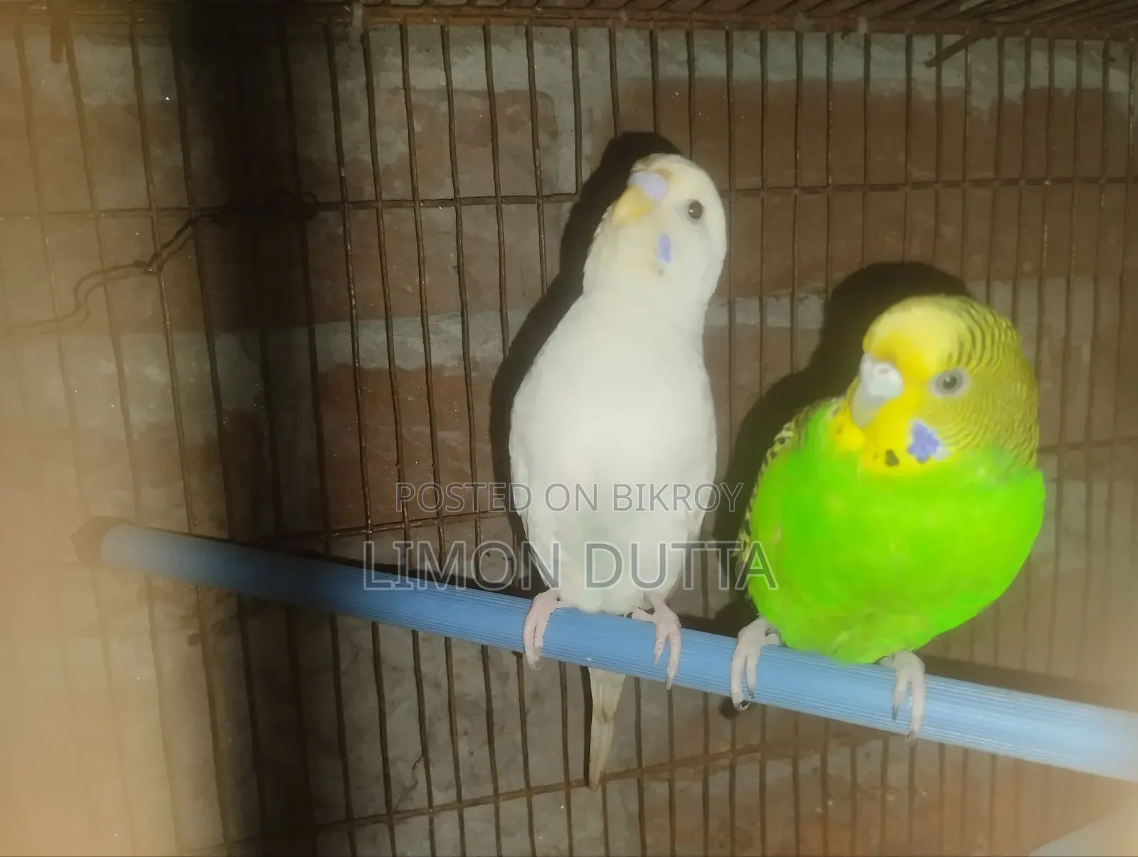 Running Budgerigar Bird